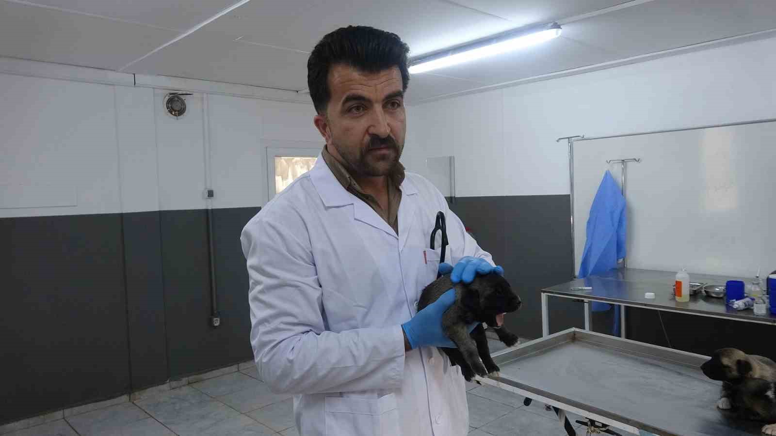 Kilis’te 6 köpek yavrusu yangından kurtarıldı
