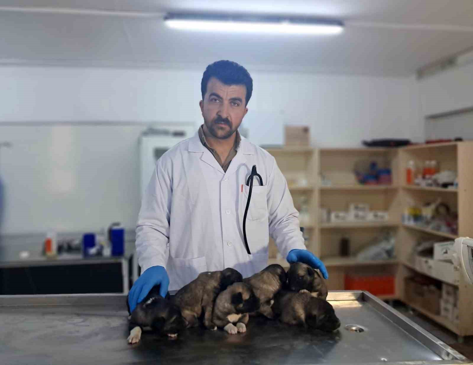 Kilis’te 6 köpek yavrusu yangından kurtarıldı
