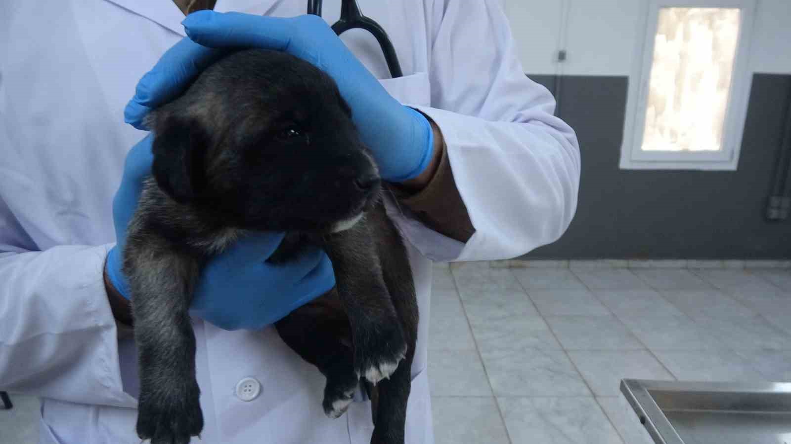 Kilis’te 6 köpek yavrusu yangından kurtarıldı
