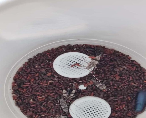 Kilis’te Akdeniz çam kabuk böceğine karşı biyoteknik mücadele
