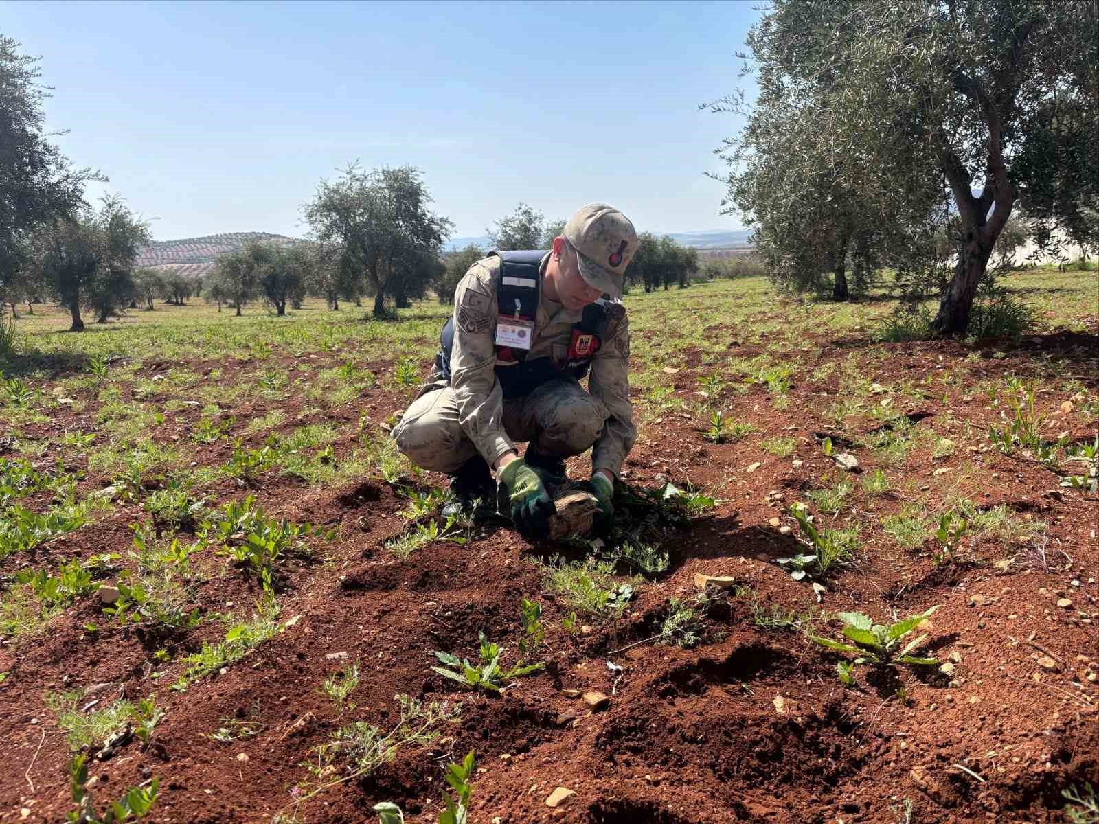 Kilis’te yaralı kızıl şahin bulundu
