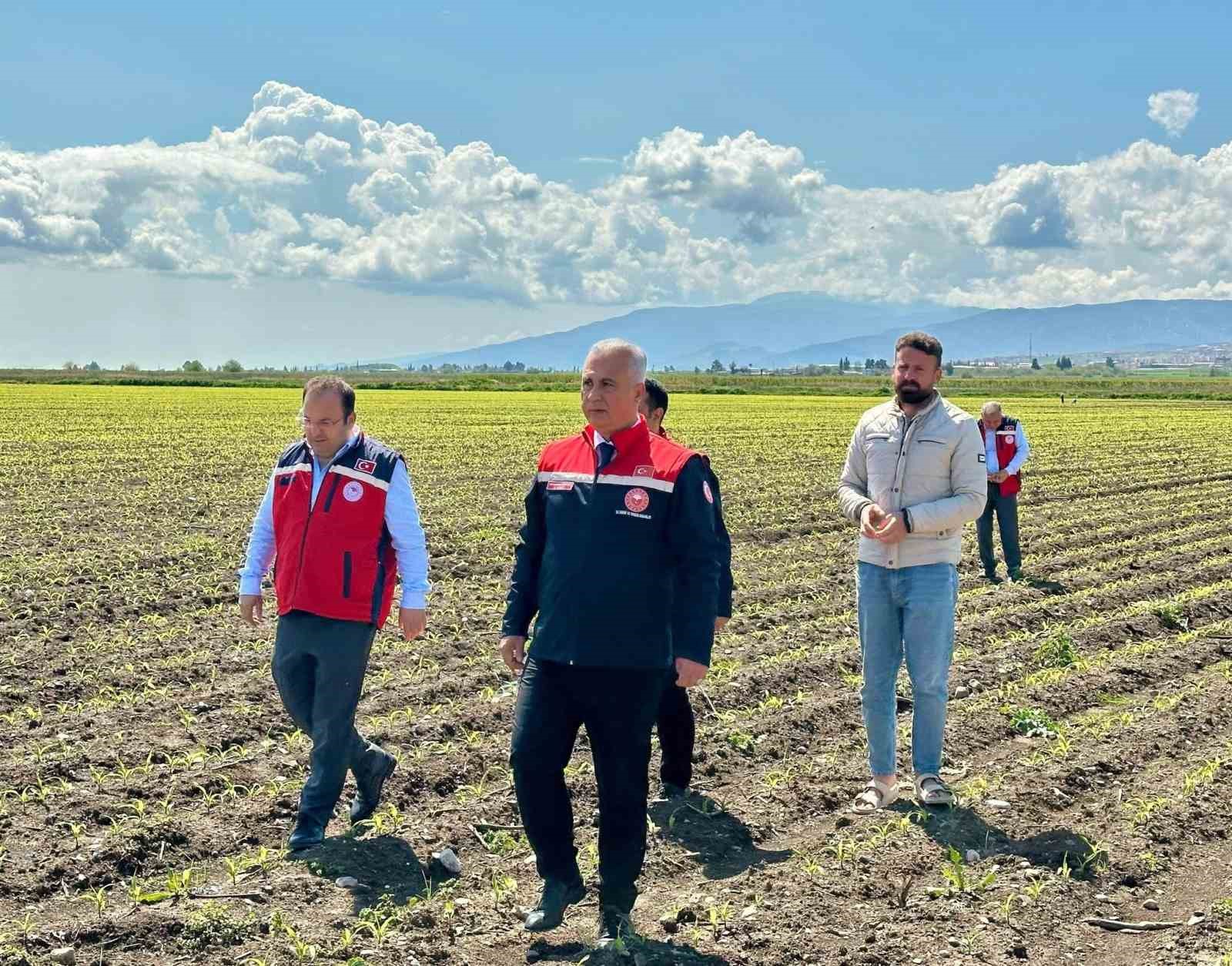 Kırıkhan’da mısır ekili alanlar incelendi
