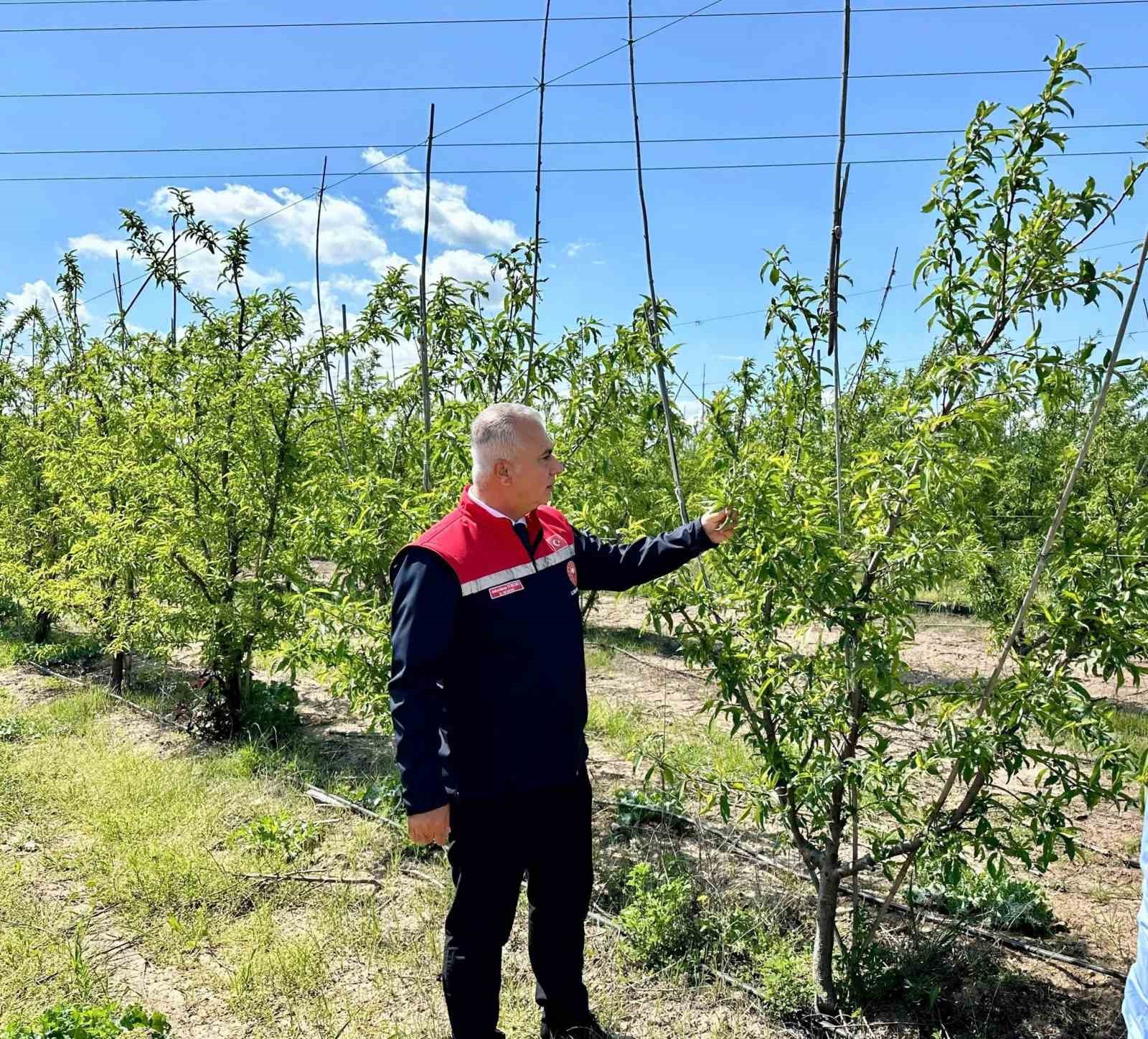Kırıkhan’da şeftali bahçeleri incelendi
