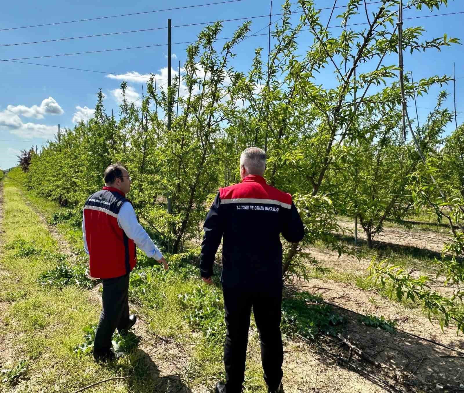 Kırıkhan’da şeftali bahçeleri incelendi
