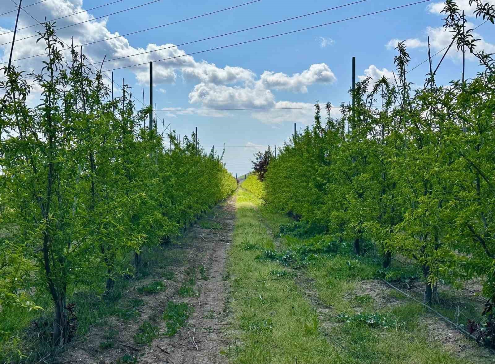 Kırıkhan’da şeftali bahçeleri incelendi
