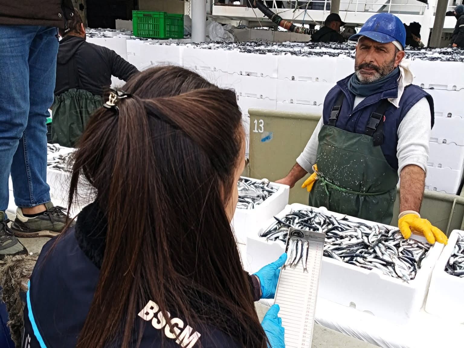 Kırklareli’de hamsi sevkiyatlarına denetim
