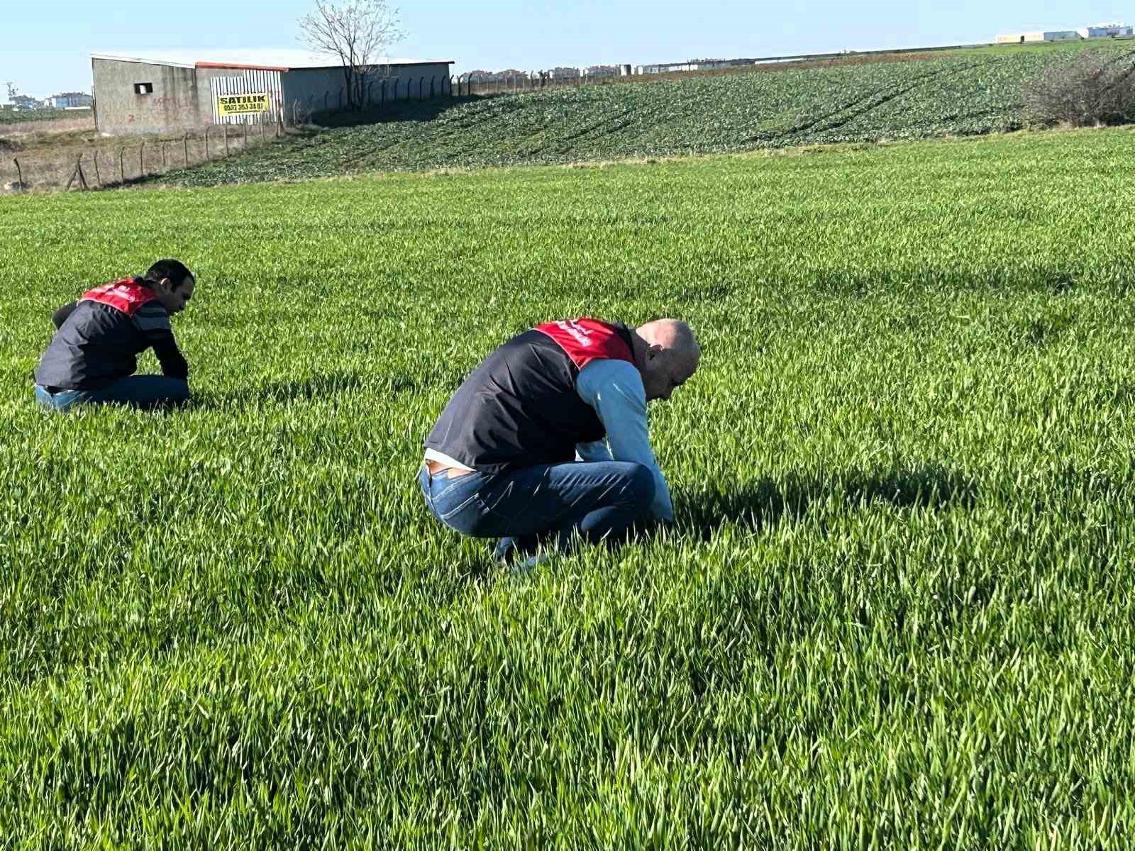 Kırklareli’de tarım arazilerinde denetim: Kanola ve hububat ekilişleri incelendi
