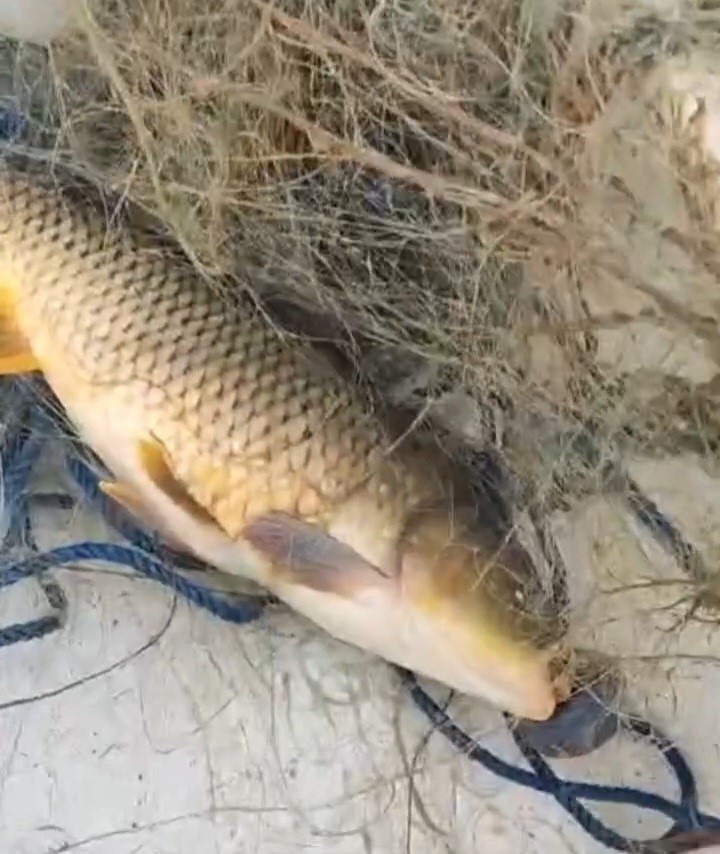 Kırklareli’nde barajda yasa dışı avcılığa geçit yok: 650 metre ağ ele geçirildi
