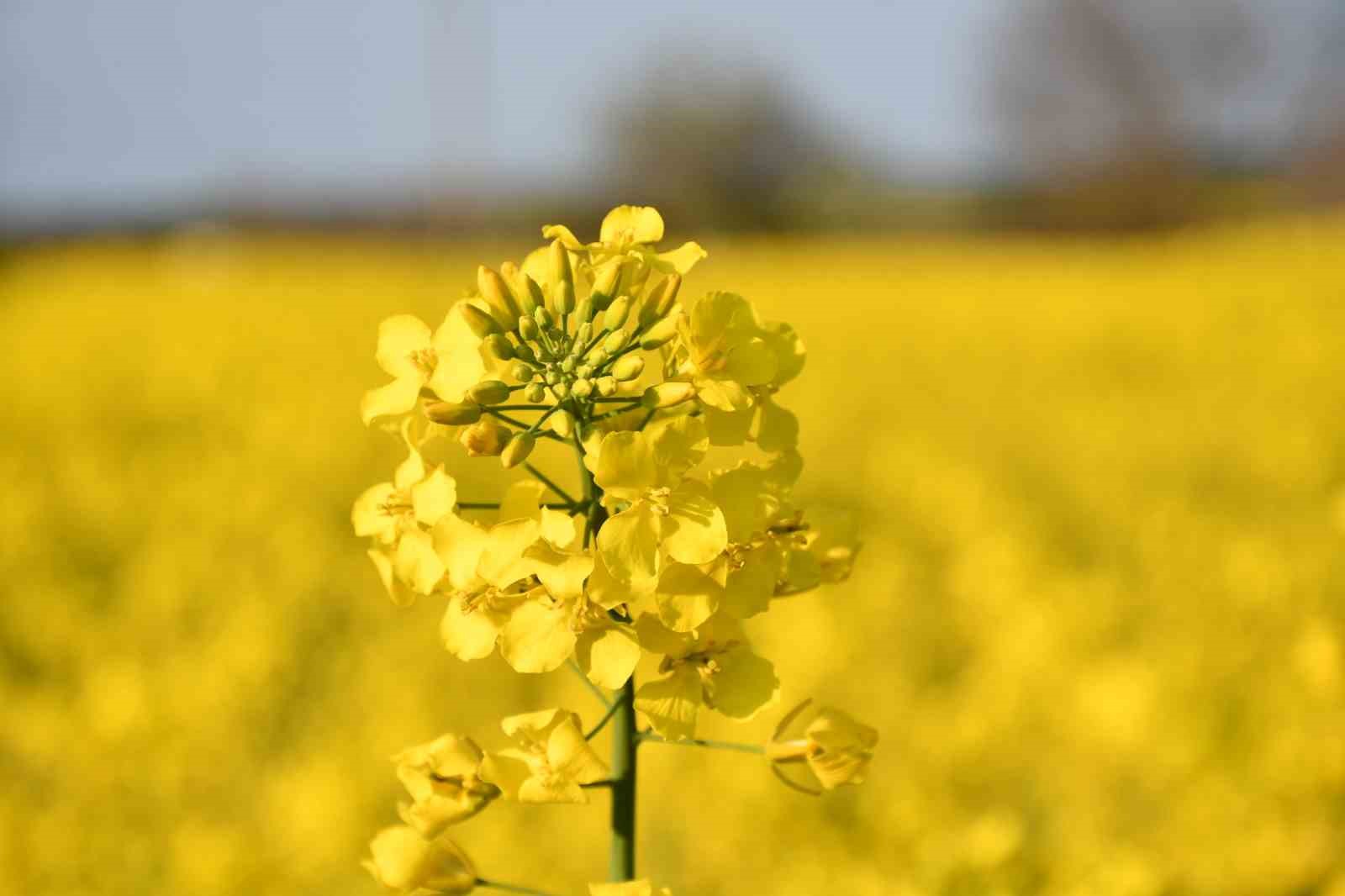 Kırklareli’nde kanola tarlaları sarıya büründü
