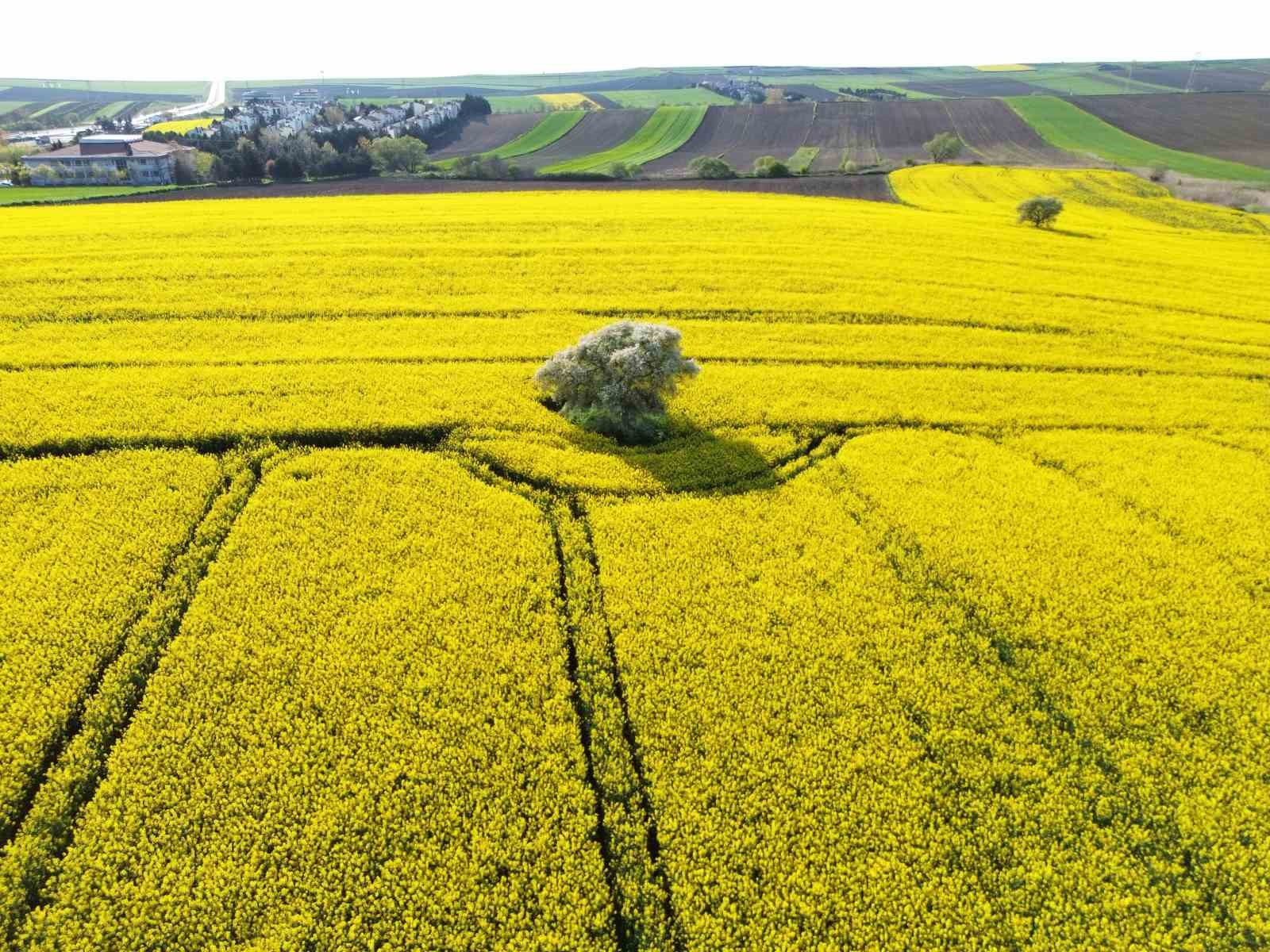 Kırklareli’nde kanola tarlaları sarıya büründü
