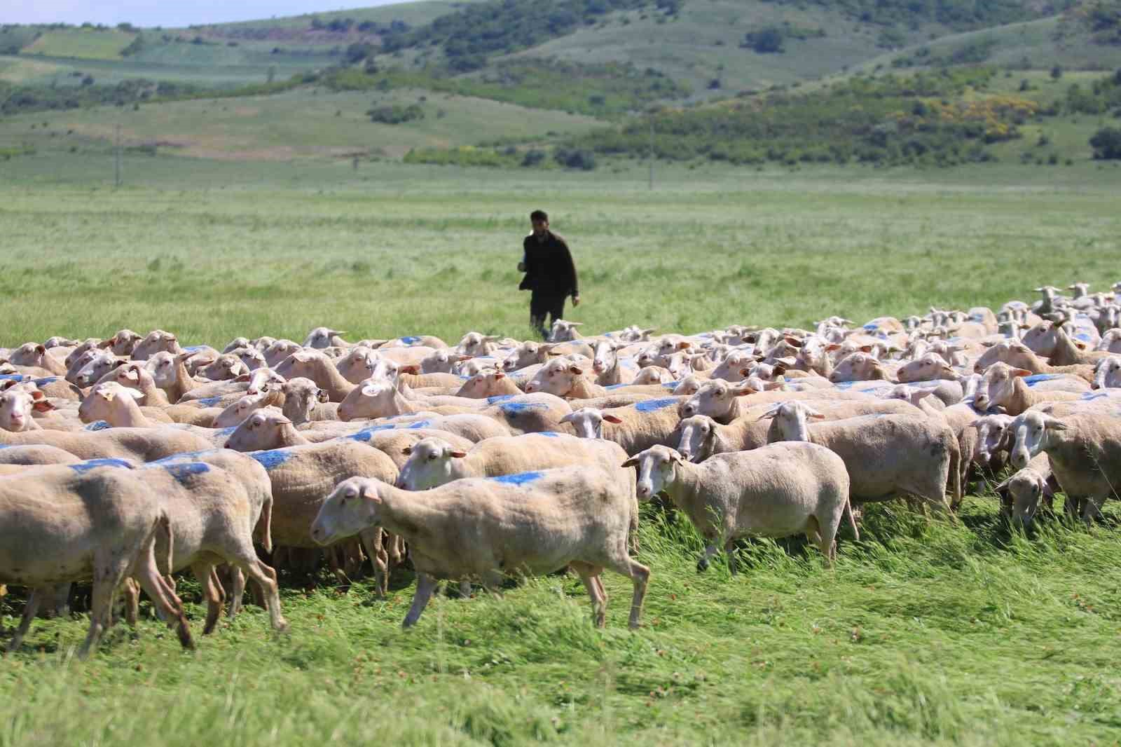 "Kırsalda Bereket Küçükbaşa Destek Projesi"nde son gün uyarısı
