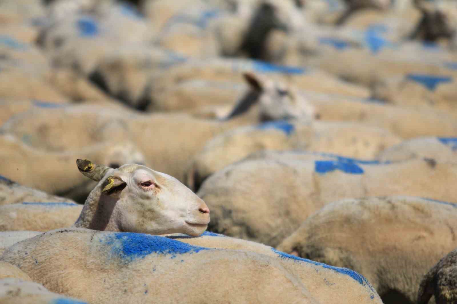 "Kırsalda Bereket Küçükbaşa Destek Projesi"nde son gün uyarısı
