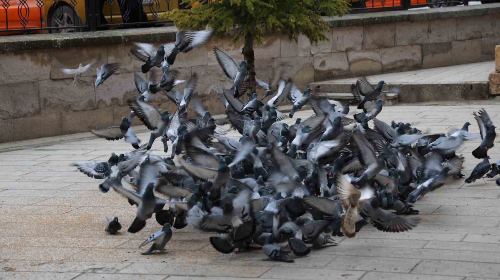 Kırşehir’de tarihi Kapucu Camii güvercinlerin yuvası oldu

