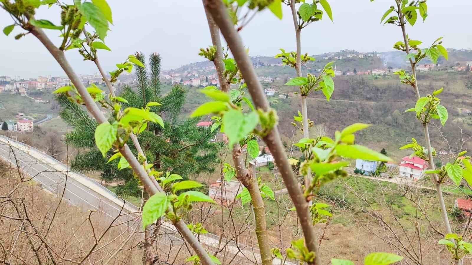 Kış ortasında yalancı bahara aldanan karayemiş ve dut ağaçları çiçek açıp meyve verdi
