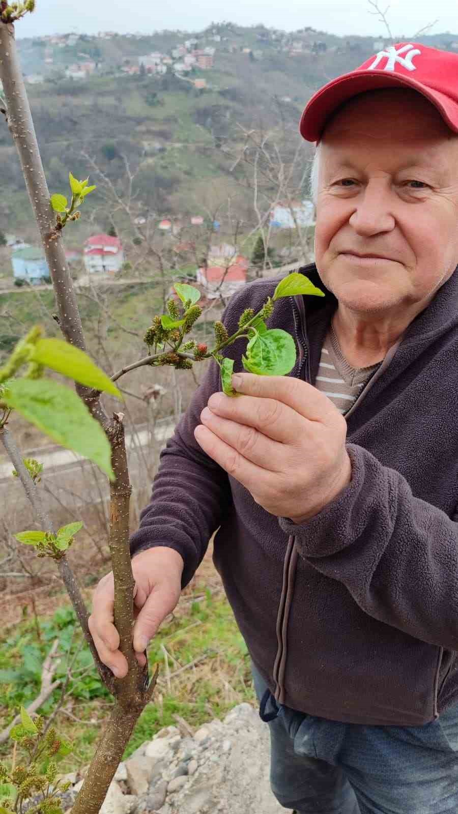 Kış ortasında yalancı bahara aldanan karayemiş ve dut ağaçları çiçek açıp meyve verdi
