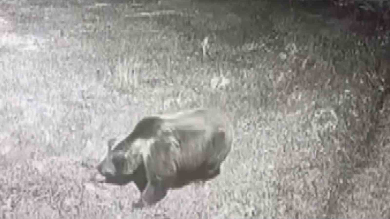 Kış uykusuna yatmayan ayıya böyle seslendi: "Kocaoğlan git yerinde yat, uyu"
