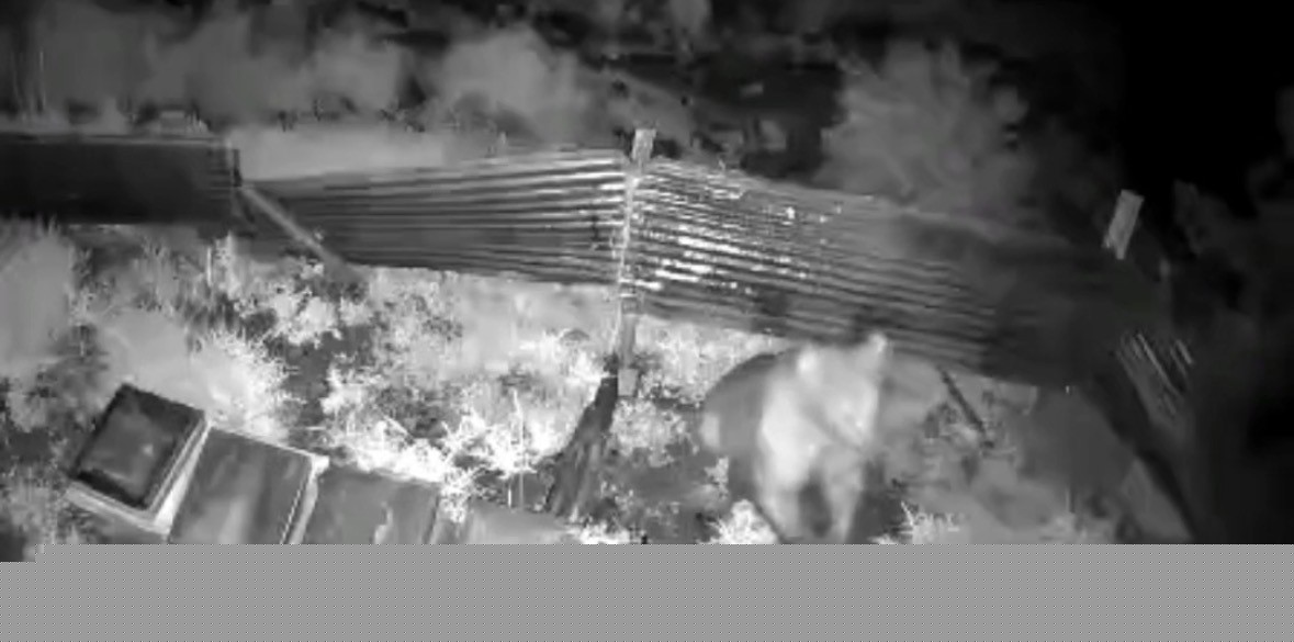 Kış uykusundan kalkan ayı, kovanlara saldırdı
