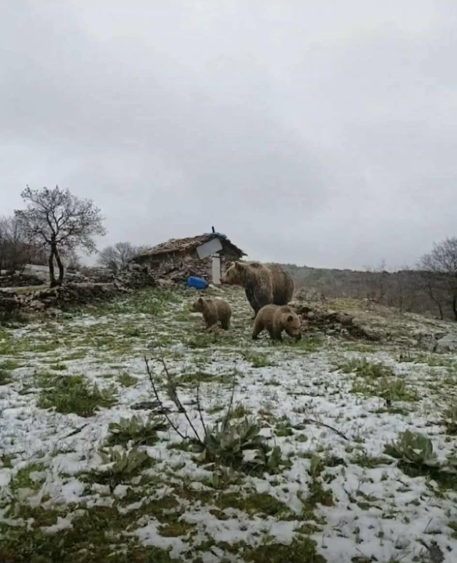 Kış uykusundan uyanan anne ayı yavruları ile yaylaya indi

