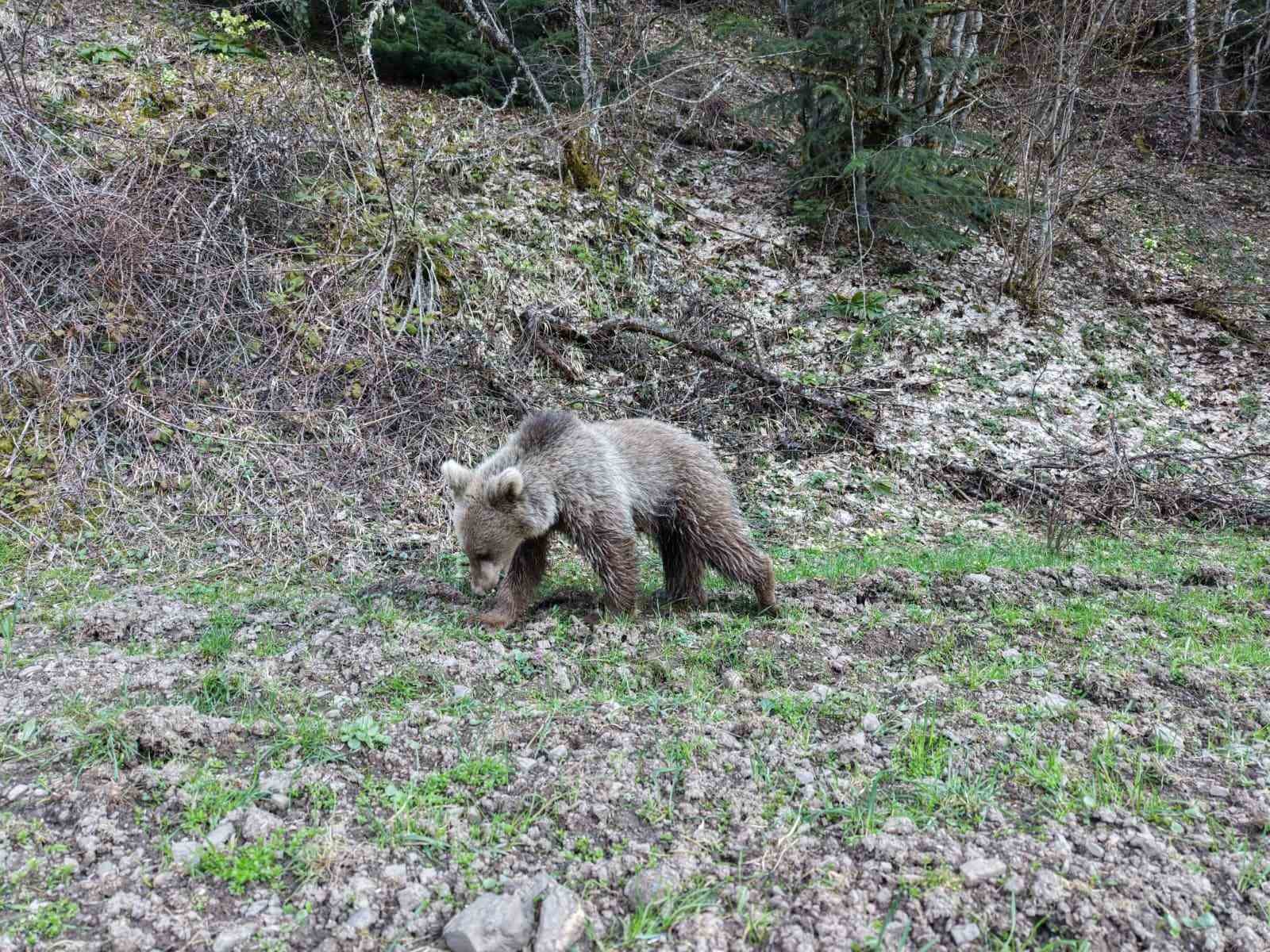 Kış uykusundan uyanan ayılar, ormanlık alanda beslenirken görüntülendi
