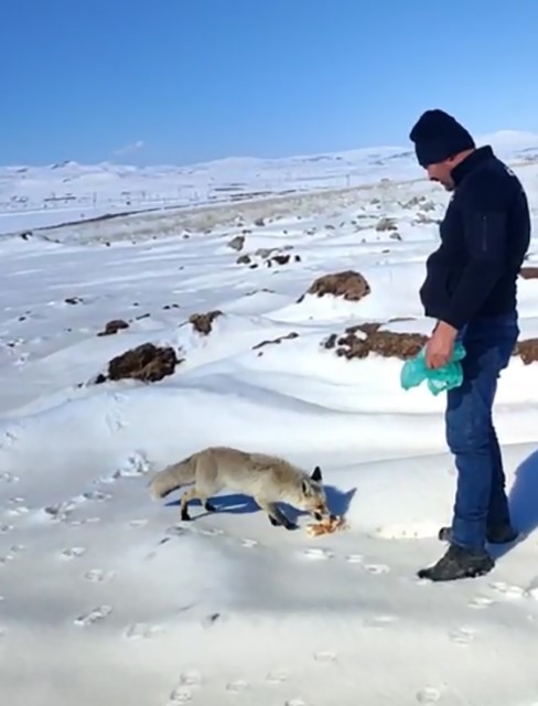 Kışın zor günlerinde tilkiye işçilerden şefkat eli
