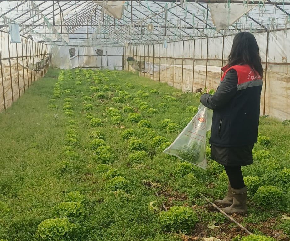 Kışlık sebzeler hasat öncesi denetimden geçiyor
