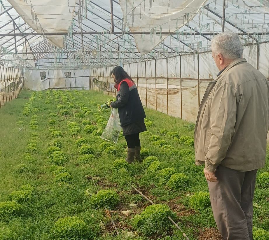 Kışlık sebzeler hasat öncesi denetimden geçiyor
