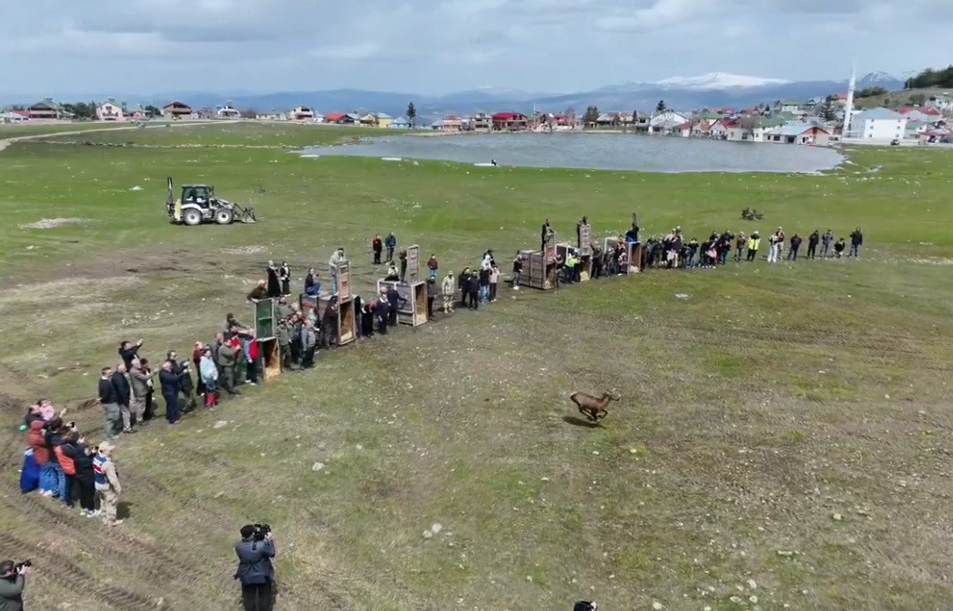 Kızıl geyikler doğayla buluşmaya devam ediyor
