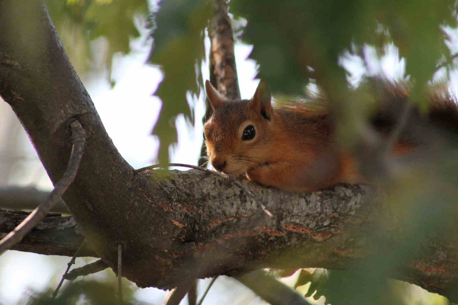 Kızıl sincap piknikçilerin neşesi oldu
