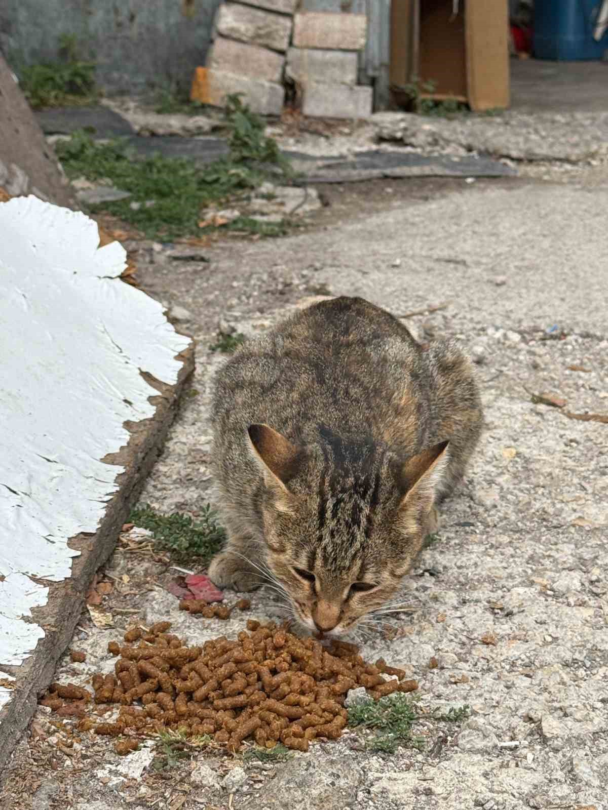Kızılcahamam’da yemek atıkları kedi ve köpek mamasına dönüşüyor
