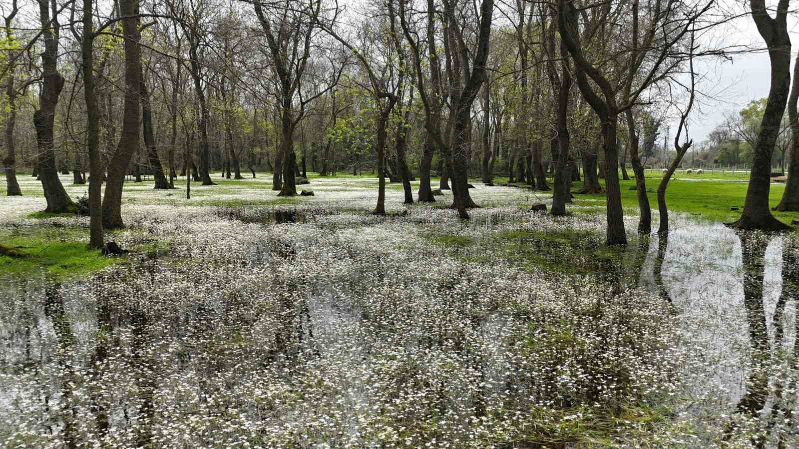 Kızılırmak Deltası Kuş Cenneti’nde bahar coşkusu
