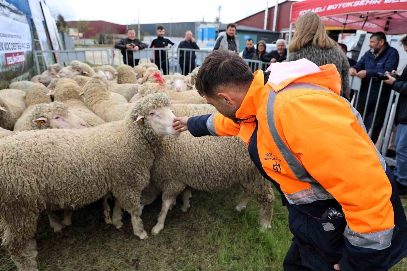 Kocaeli’de hayvancılığa "damızlık" dopingi

