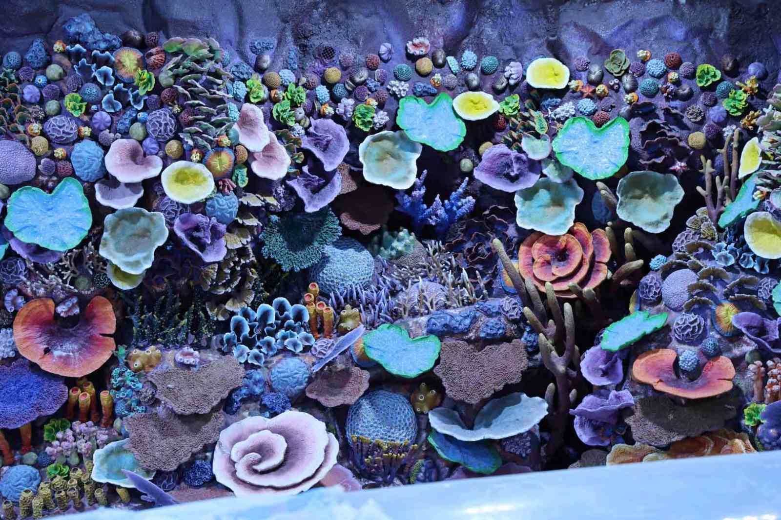 Kocaeli’de su altında dünya turu başlıyor: 30 farklı akvaryumla eşsiz gezi
Kocaeli’de su altında dünya turu başlıyor: 30 farklı akvaryumla eşsiz gezi