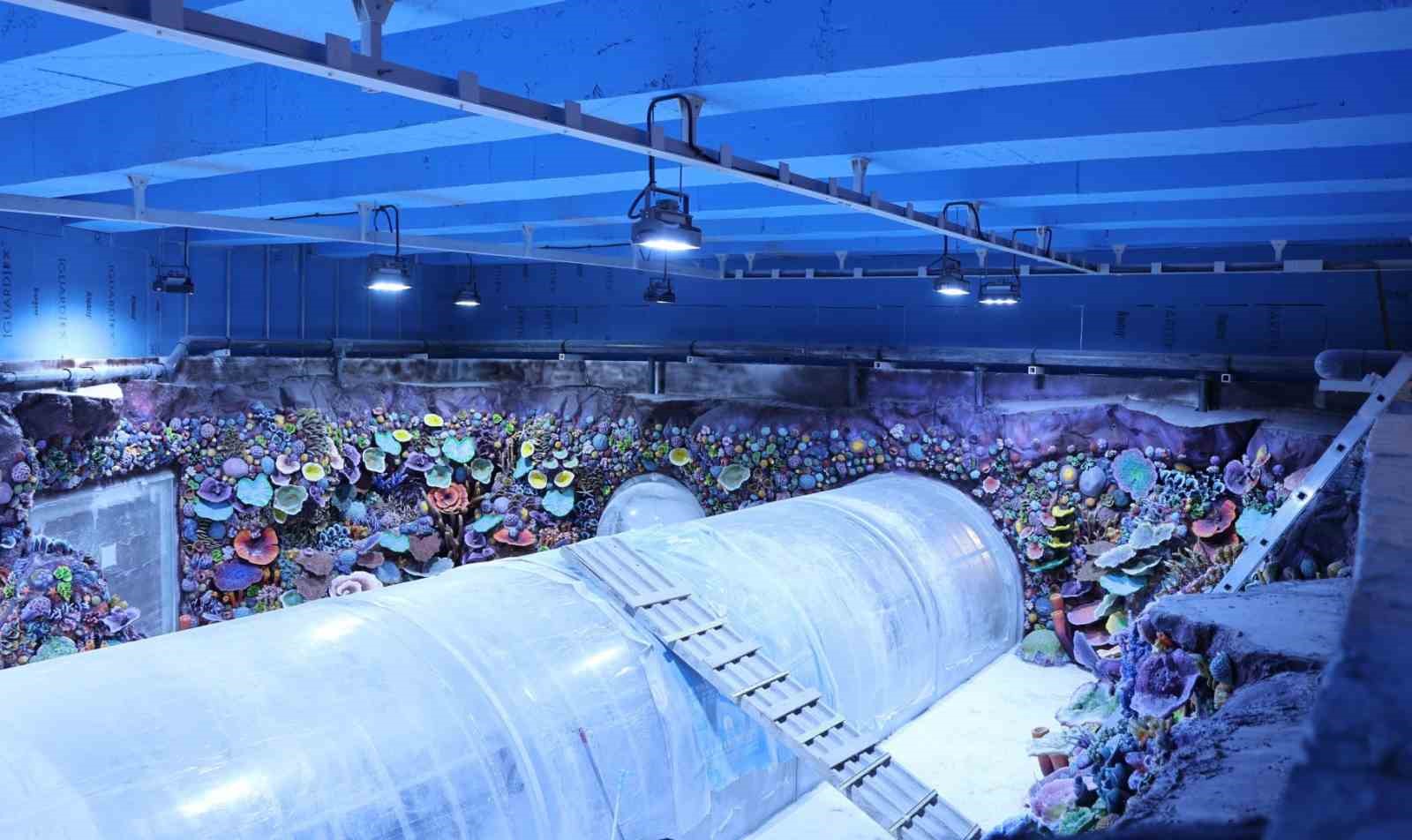 Kocaeli’de su altında dünya turu başlıyor: 30 farklı akvaryumla eşsiz gezi
Kocaeli’de su altında dünya turu başlıyor: 30 farklı akvaryumla eşsiz gezi