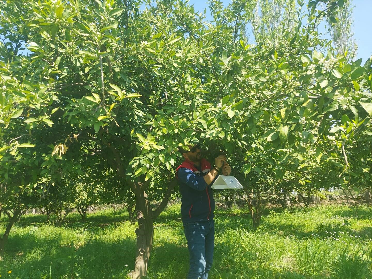 Koçarlı’da Akdeniz meyve sineğine karşı tuzaklı takip sürüyor
