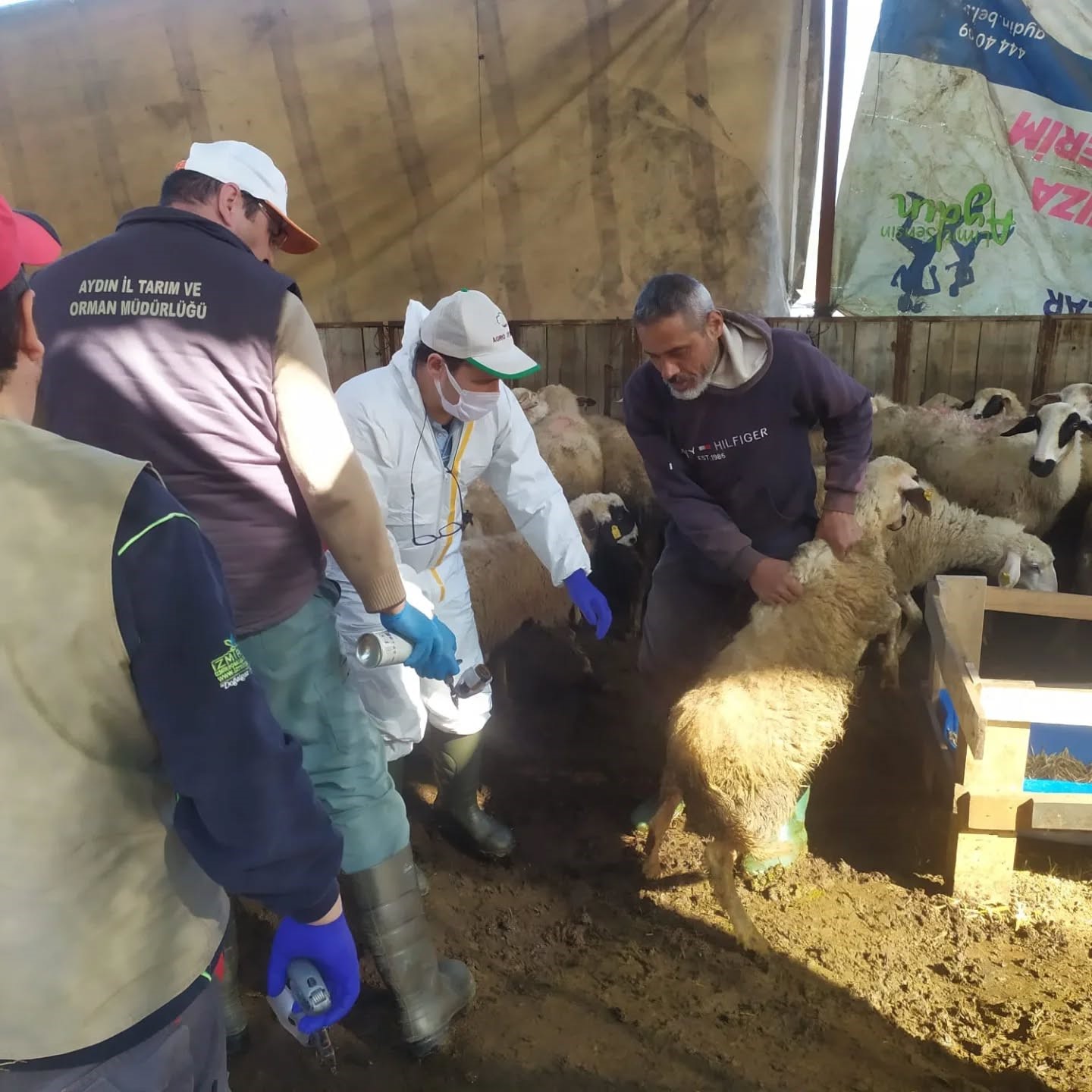 Koçarlı’da küçükbaş hayvanlar aşılandı
