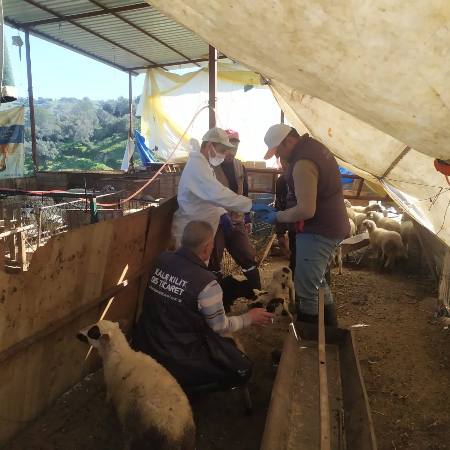 Koçarlı’da küçükbaş hayvanlar aşılandı
