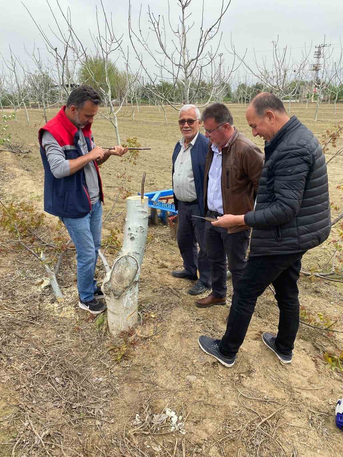 Koçarlı’da üreticilere "Cevizde Aşılama" eğitimi verilecek
