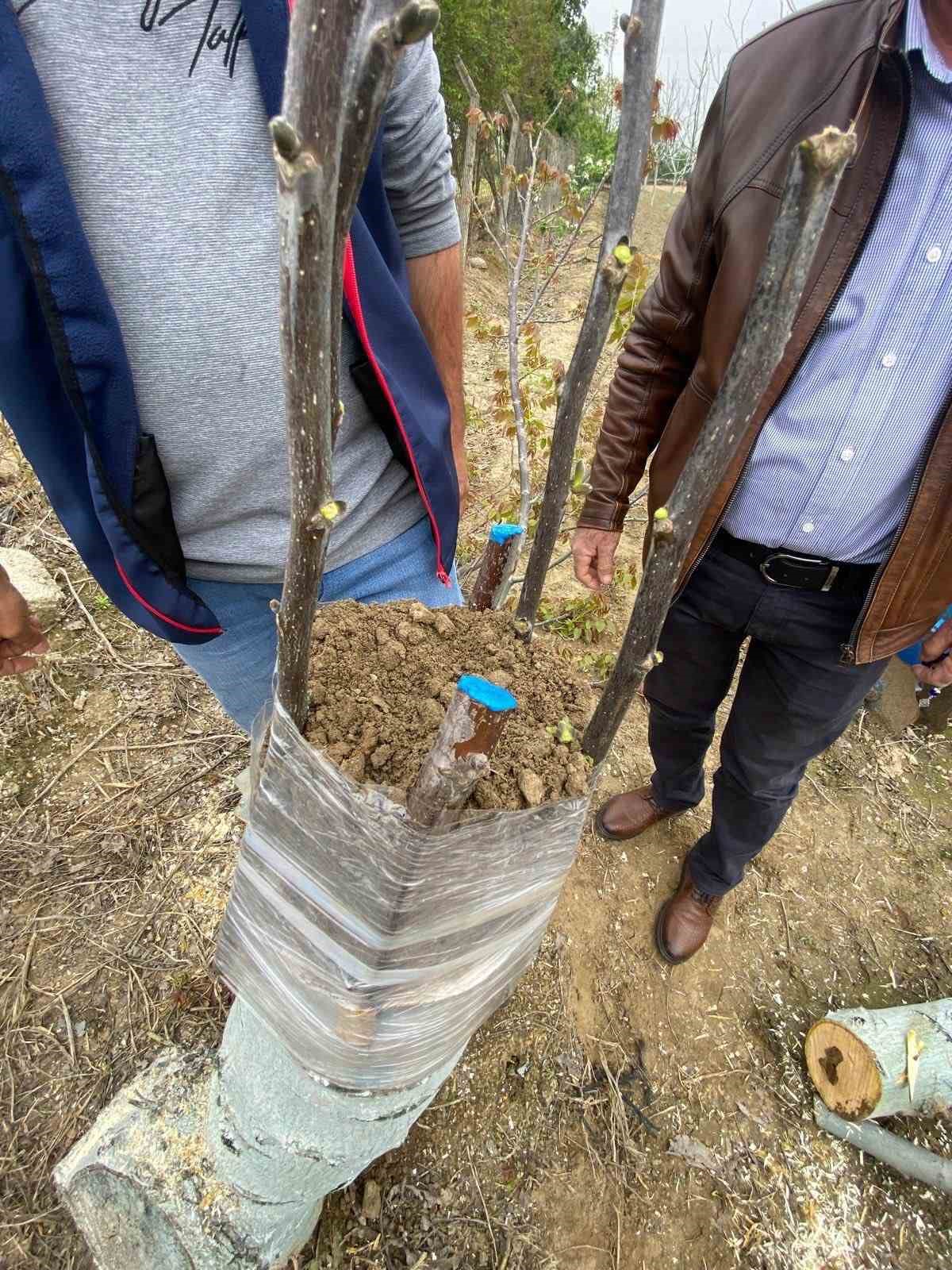 Koçarlı’da üreticilere "Cevizde Aşılama" eğitimi verilecek
