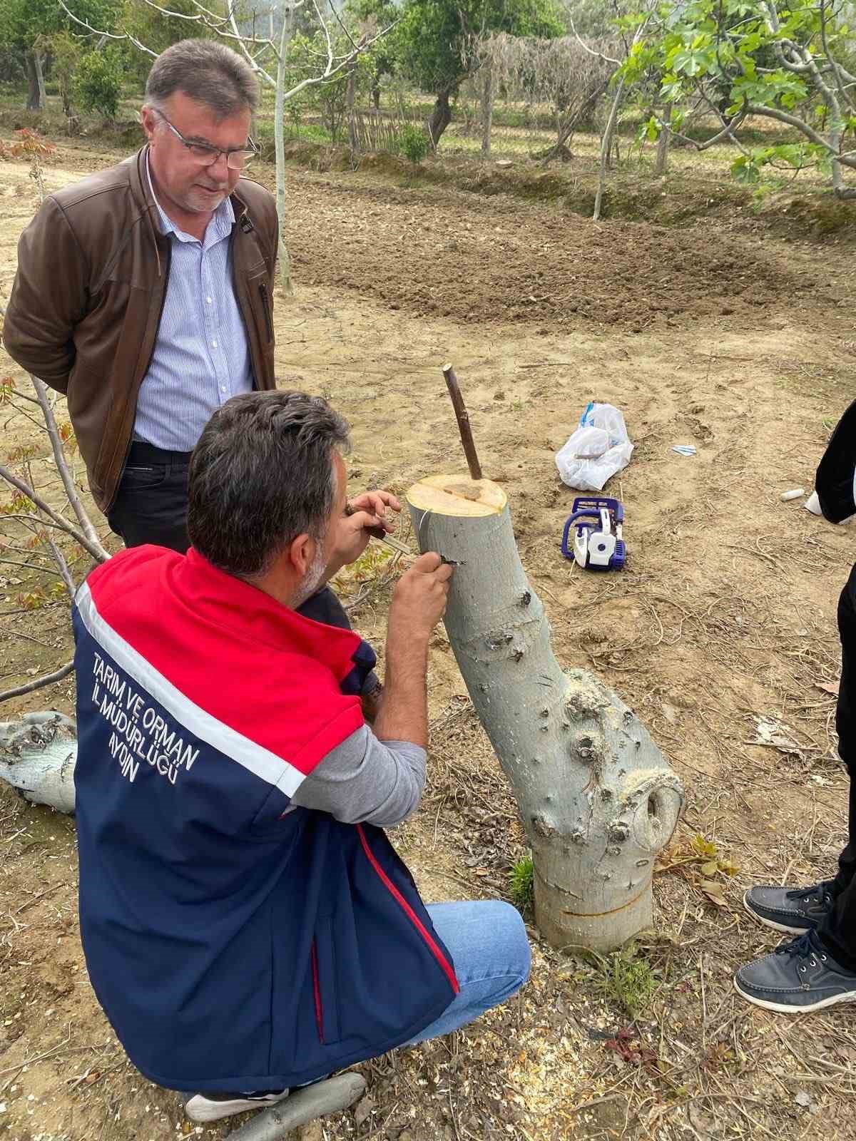 Koçarlı’da üreticilere "Cevizde Aşılama" eğitimi verilecek
