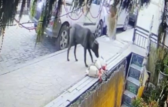 Kokina hırsızı sevimli köpek kameraya yakalandı
