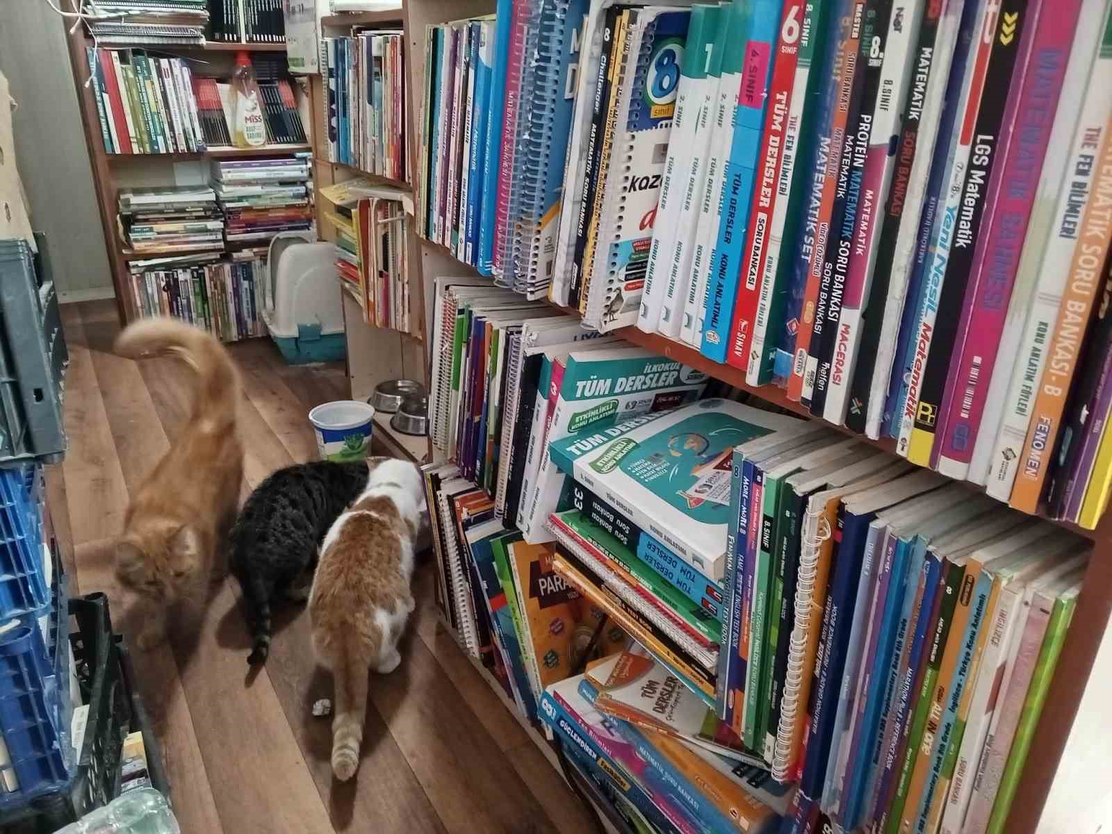 Konteynerde hayata tutunan sahaf, sokak kedilerini yalnız bırakmadı
