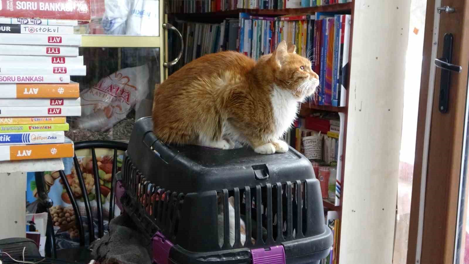 Konteynerde hayata tutunan sahaf, sokak kedilerini yalnız bırakmadı
