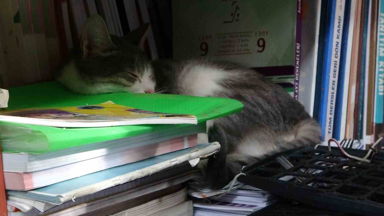 Konteynerde hayata tutunan sahaf, sokak kedilerini yalnız bırakmadı
