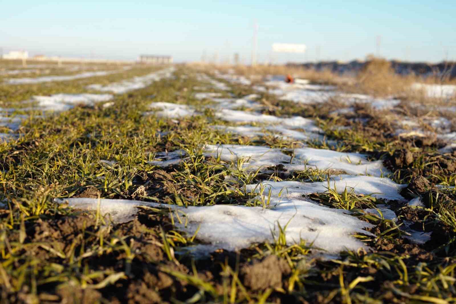 Konya Ovası’nda karsız sezon endişesi
