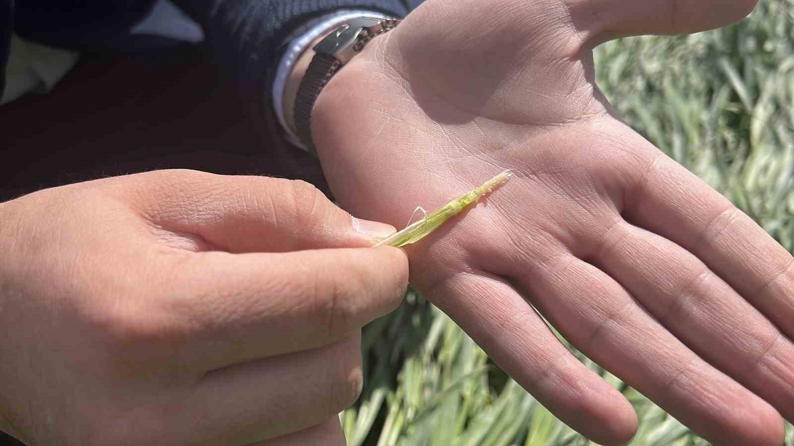 Konya Ovası’nda karsız sezon endişesi
