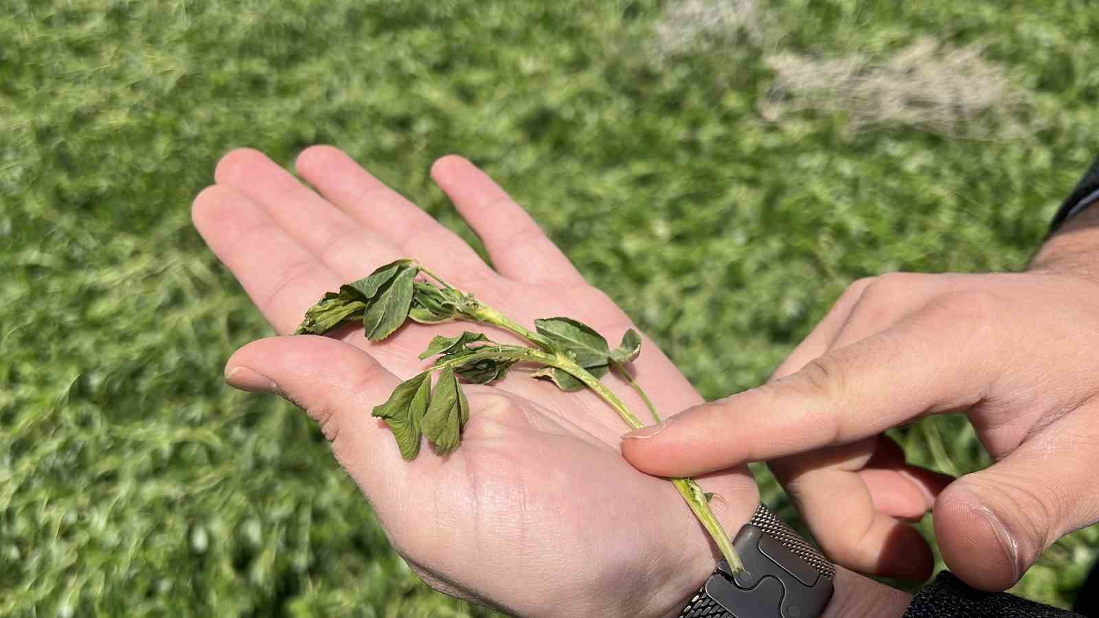 Konya Ovası’nda karsız sezon endişesi
