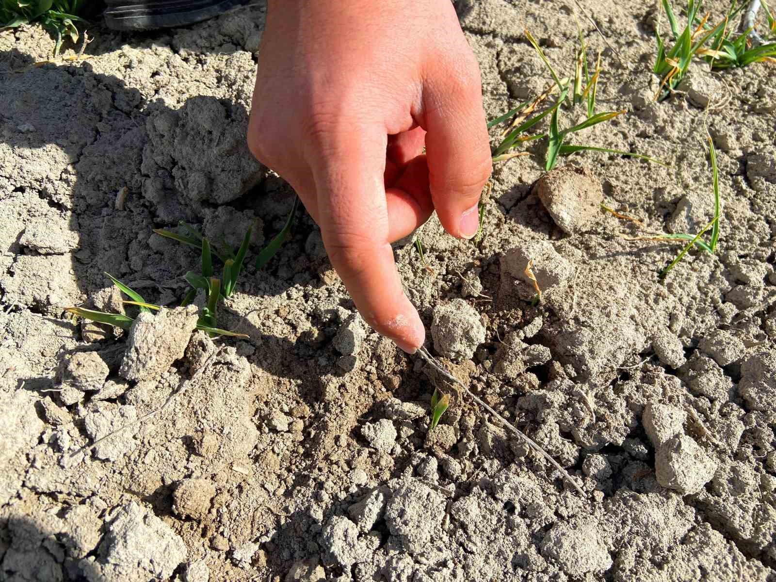 Konya Ovası’nda yağışlar rekolte beklentisini arttırdı
