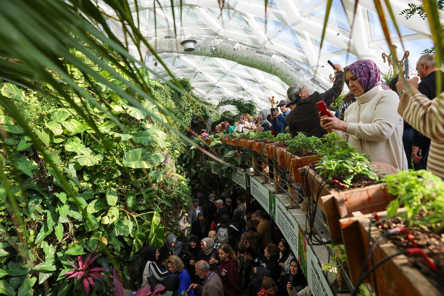 Konya Tropikal Kelebek Bahçesi 2025’te 603 bin, toplamda 4 milyon 136 bin 888 ziyaretçiyi ağırladı
Konya Tropikal Kelebek Bahçesi 2025’te 603 bin, toplamda 4 milyon 136 bin 888 ziyaretçiyi ağırladı