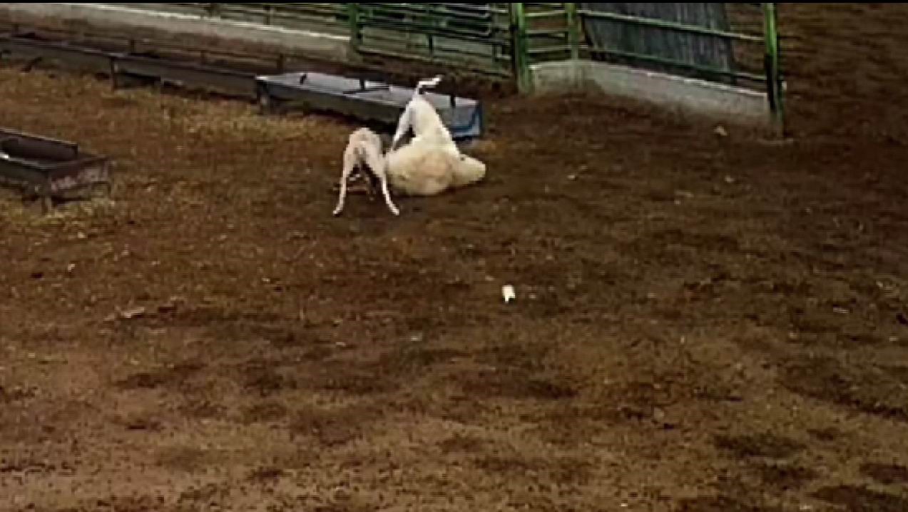 Konya’da sokak köpeklerinin saldırdığı koyun telef oldu
