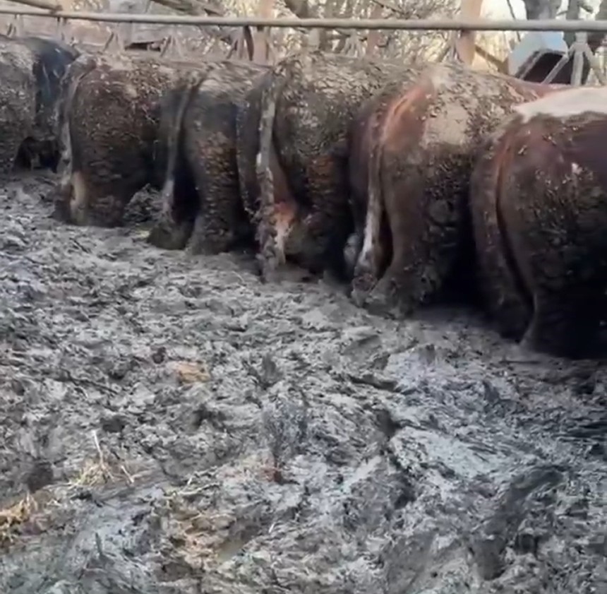 Konya’da sosyal medyaya yansıyan hayvancılık işletmesi görüntülerine inceleme
